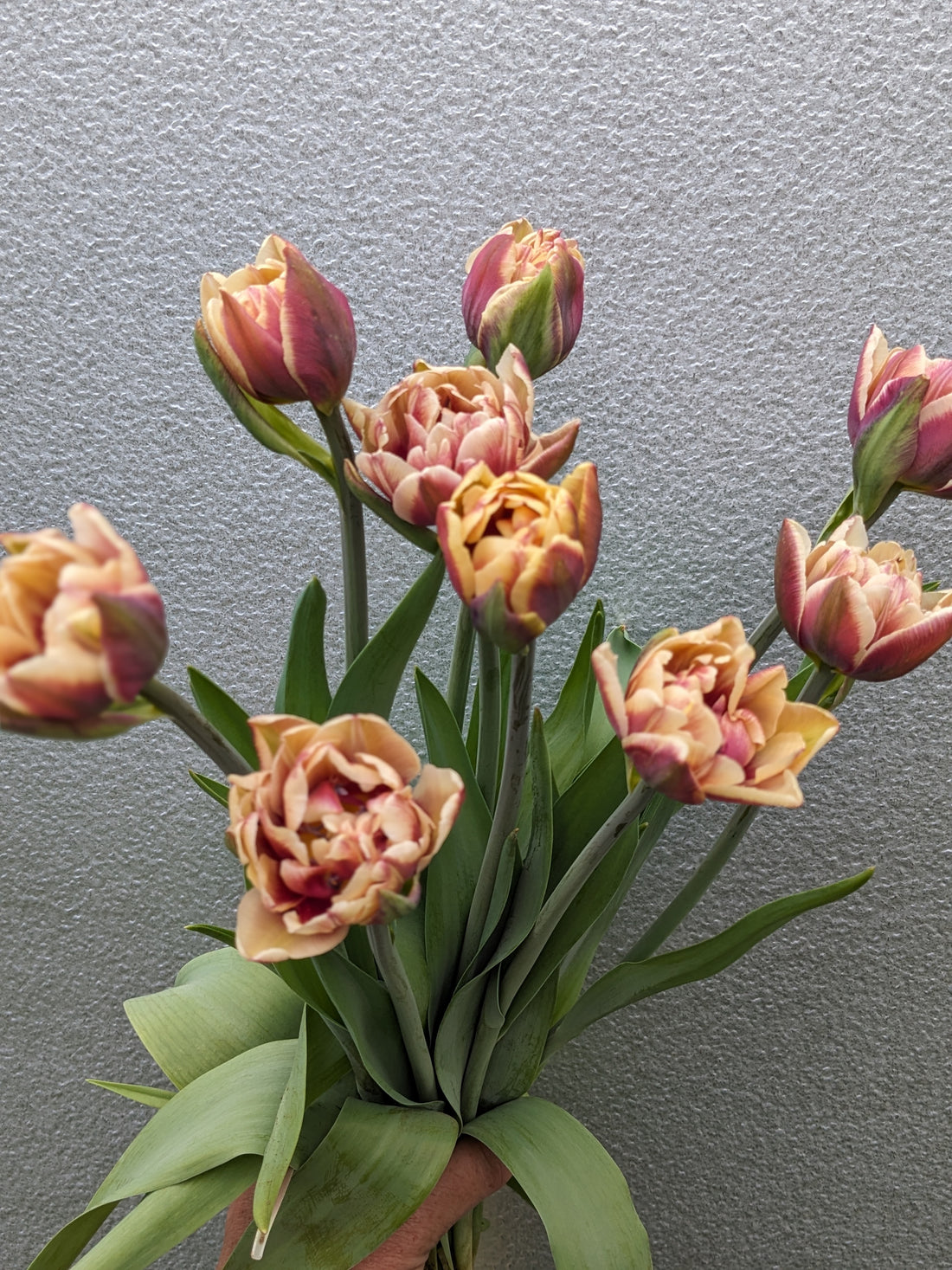 Tulip Wyndham  (10 stems)