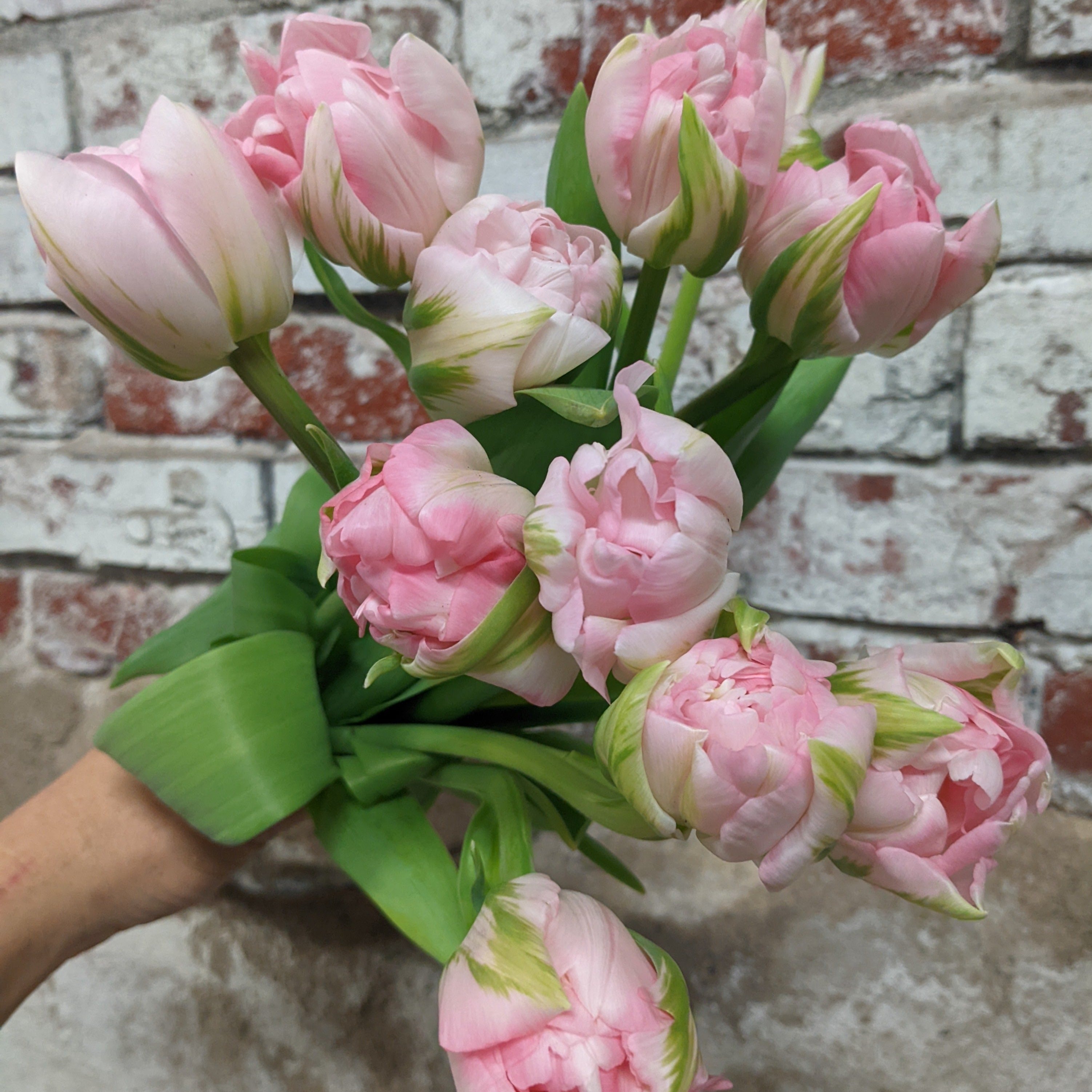 Tulip Blush Pink Double (Marriage) (10 stem)