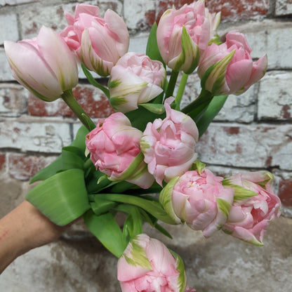 Tulip Blush Pink Double (Marriage) (10 stem)