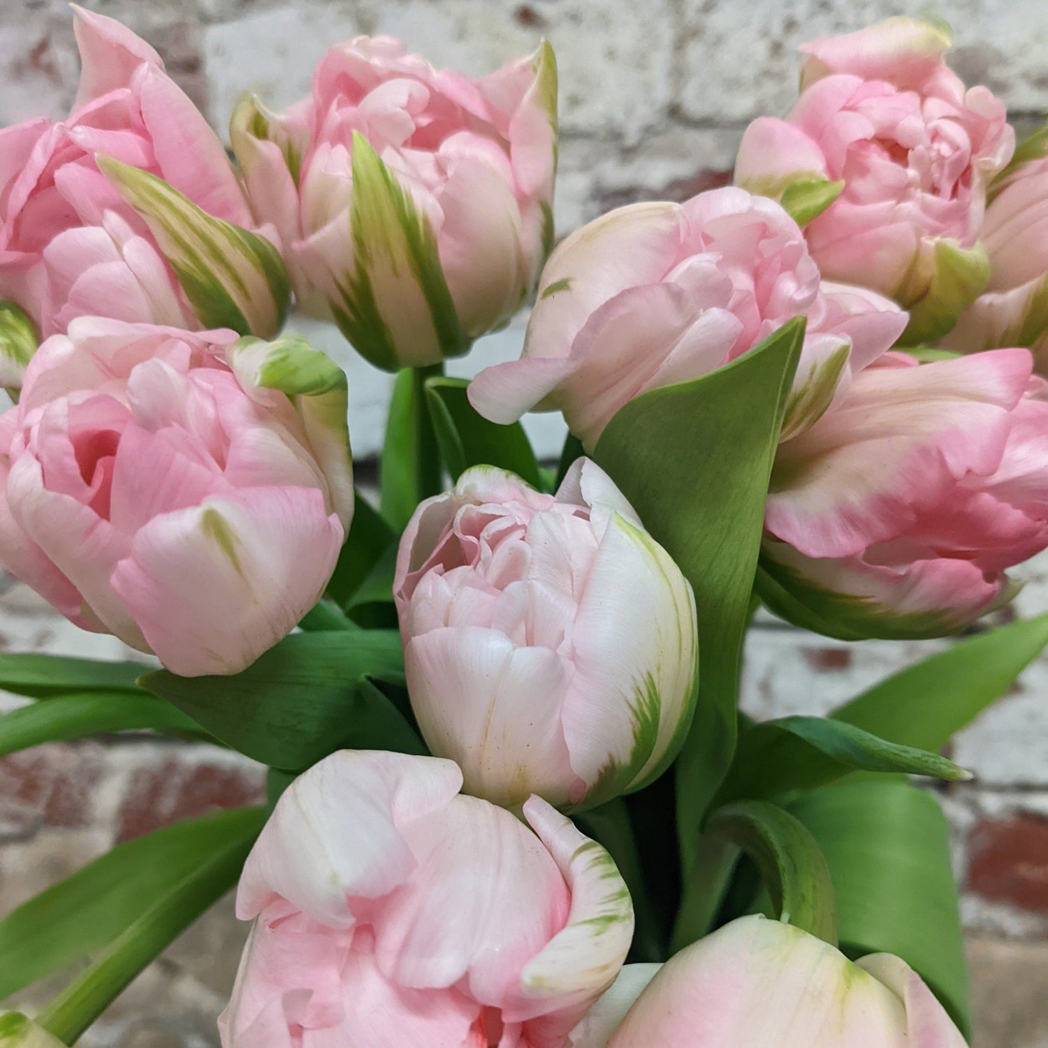 Tulip Blush Pink Double (Marriage) (10 stem)