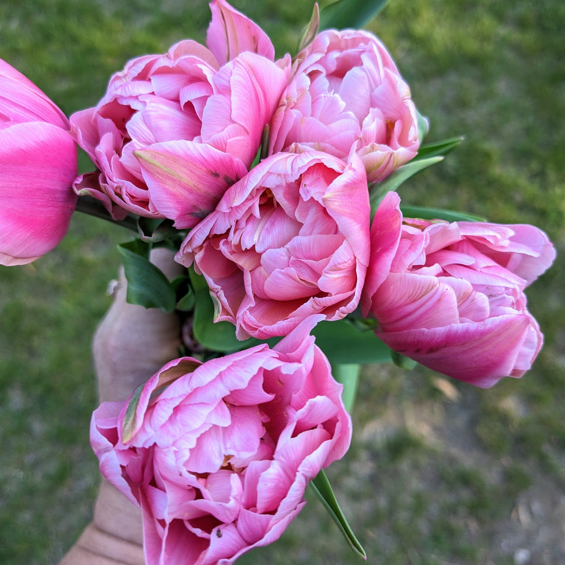 Tulip Dark Pink Apricot (10 stems)