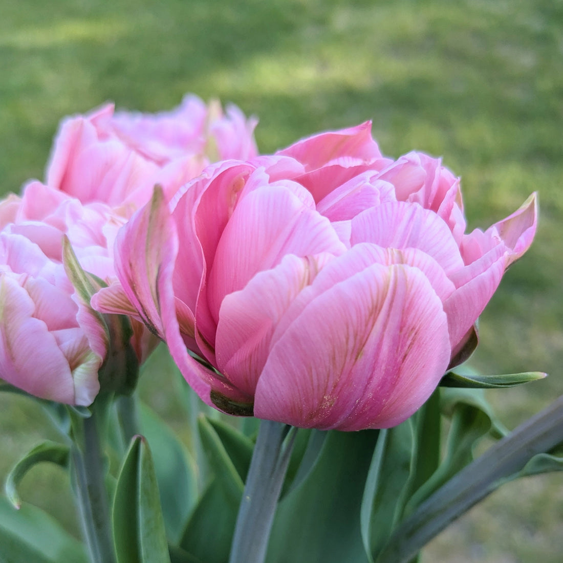 Tulip Dark Pink Apricot (10 stems)