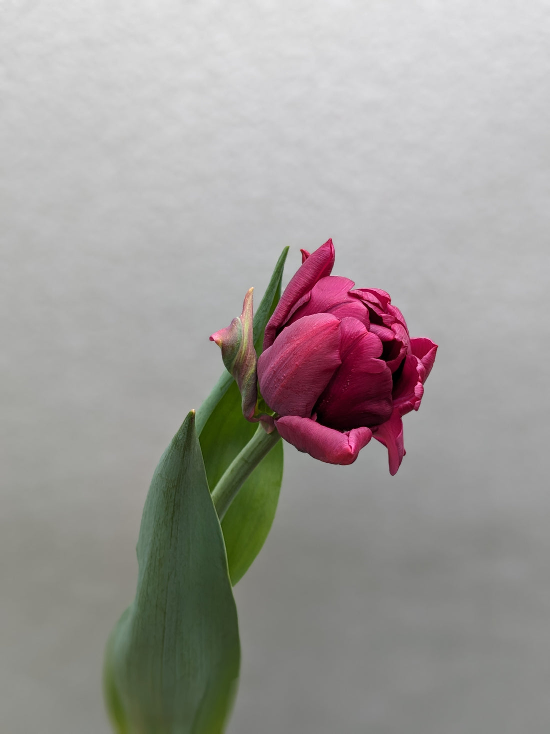 Tulip Double Purple Red (Alison Bradley) (10 stem)