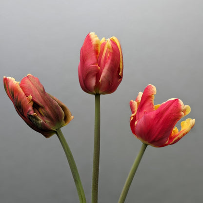 Tulip Orange Parrot (Deejay) (10 stems)