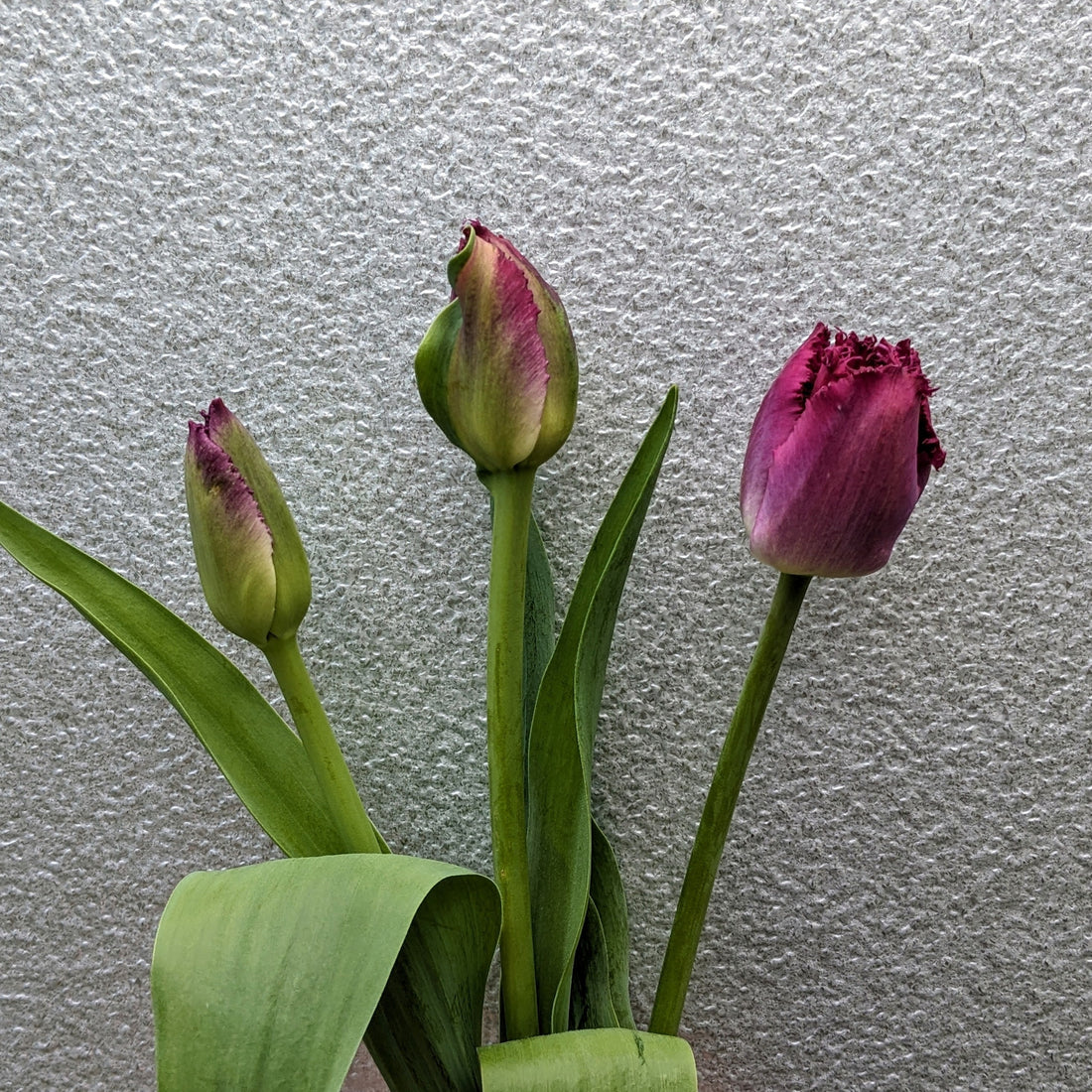 Tulip Purple Fringe (Purple Crystal ) (10 stem)