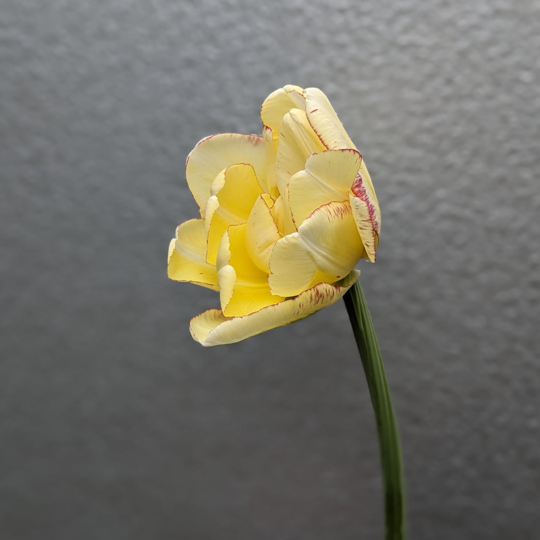 Tulip Double Ivory (Double Shake ) (10 stem)