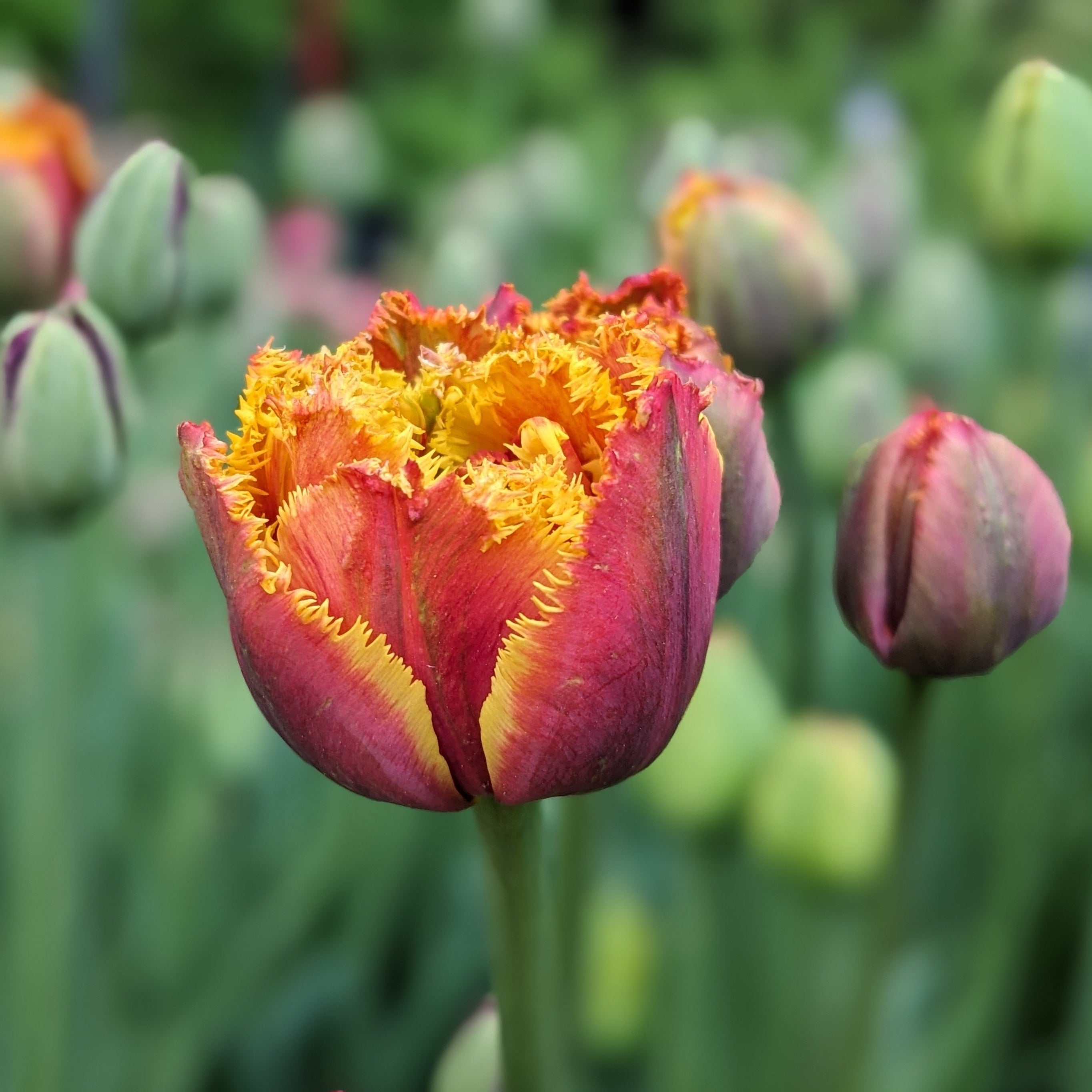 Tulip Double Fringe Orange (Roma) (10 stems)