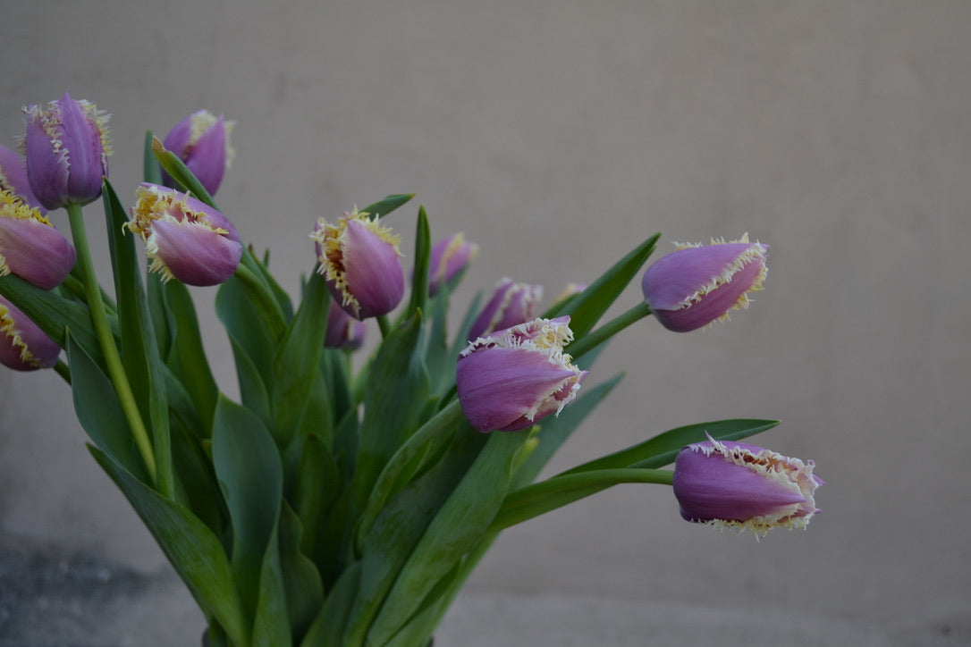 Tulip Fringe Lavender (Crunchy Cummins) (10 stem)