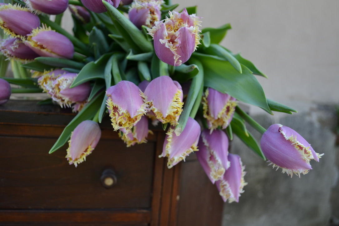 Tulip Fringe Lavender (Crunchy Cummins) (10 stem)