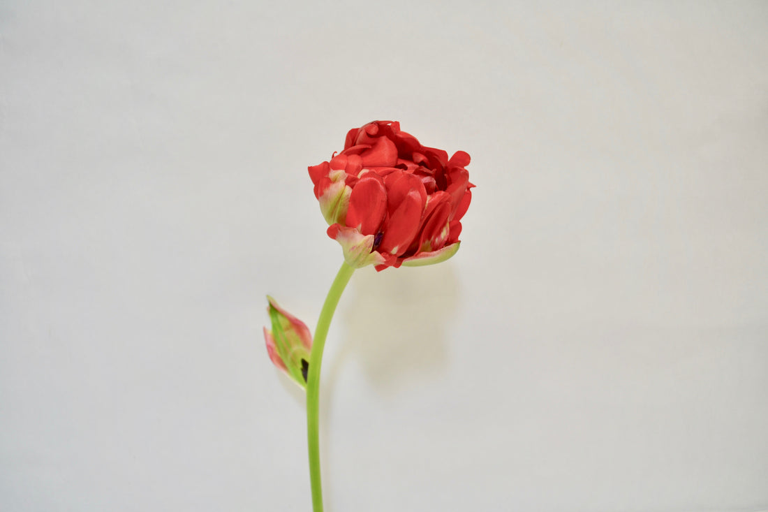 Tulip Double Red and Orange (Gudoshnik Double) (10 stem)