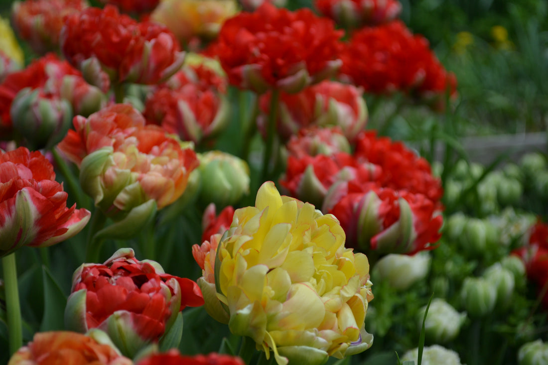 Tulip Double Red and Orange (Gudoshnik Double) (10 stem)