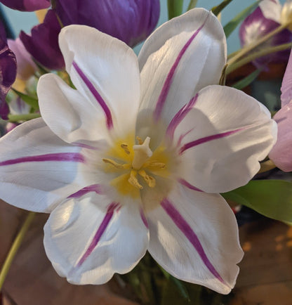 Tulip White and Purple (Flaming Flag) (10 stem)