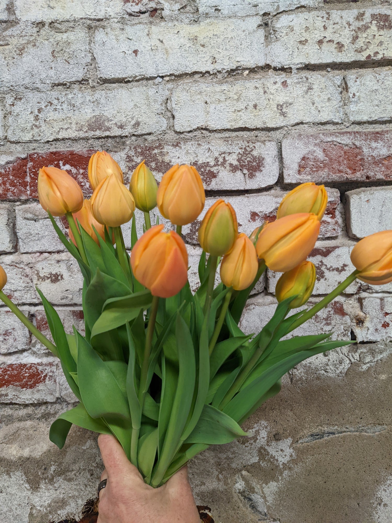 Tulip Mustard Double (Freeman)  (10 stem)